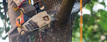 Organic Lawn Care Solutions in Westby, WI