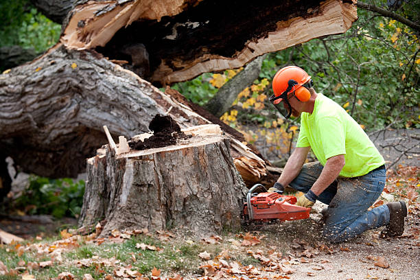 Best Utility Line Clearance  in Westby, WI